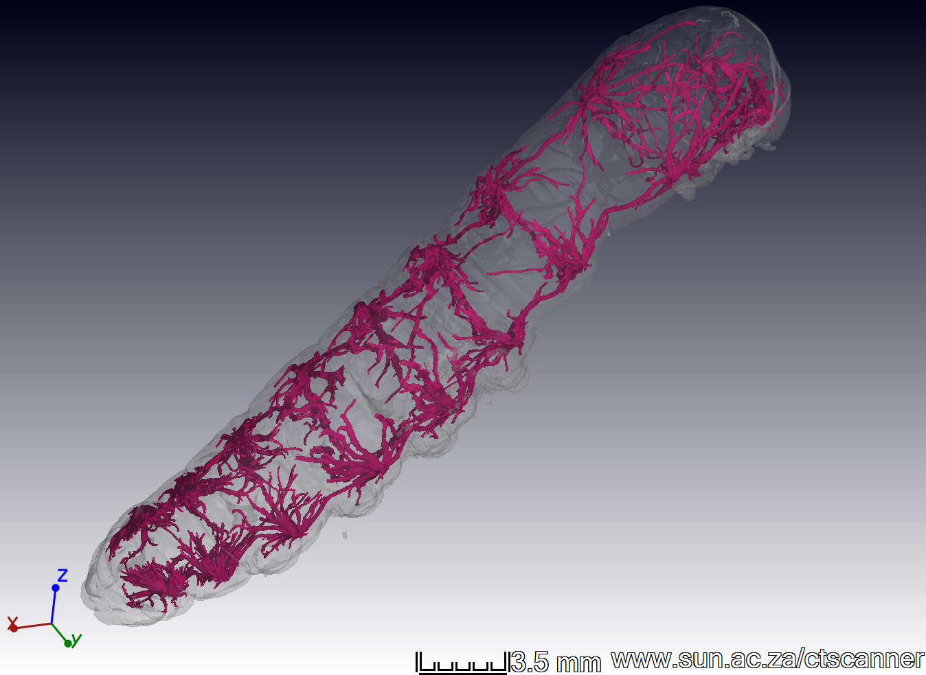 X-ray 3D CT scan of a silkworm (Bombyx mori) larval tracheal system (scale bar shows 3.5 mm.) Image taken by Leigh Boardman with technical assistance from Anton Du Plessis, Central Analytical Facilities at Stellenbosch University.
